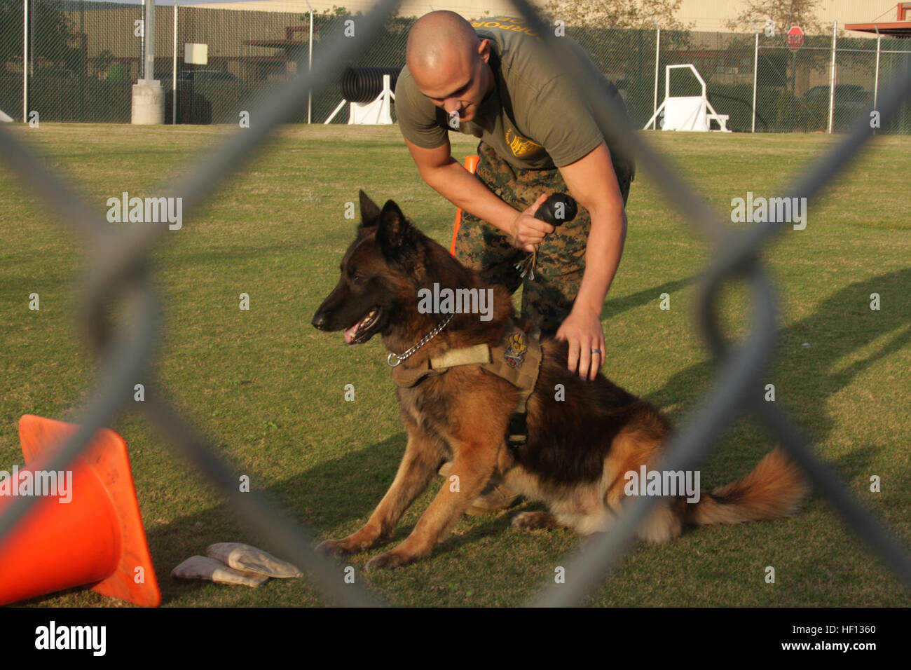 Cpl. David Mayes, the chief trainer for the military working dog