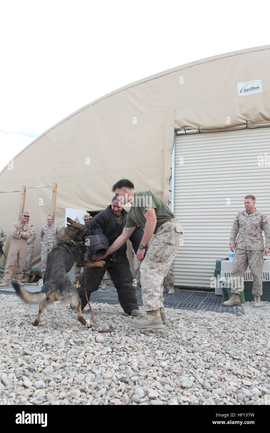 U.S.  Marine Corps Lance Cpl. Alexiya Bartholomew, administrative clerk with 3rd Marine Aircraft Wing (Forward), participates in a demonstration at Camp Leatherneck, Helmand province, Afghanistan, Dec. 5, 2012. Marines and military working dogs with 1st Law Enforcement Battalion, I Marine Expeditionary Force (Forward) demonstrated their capabilities to Marines and Sailors with 3rd MAW (FWD). (U.S. Marine Corps photo by Sgt. Keonaona C. Paulo/Released) Military Working Dog Demonstration 121205-M-EF955-427 Stock Photo