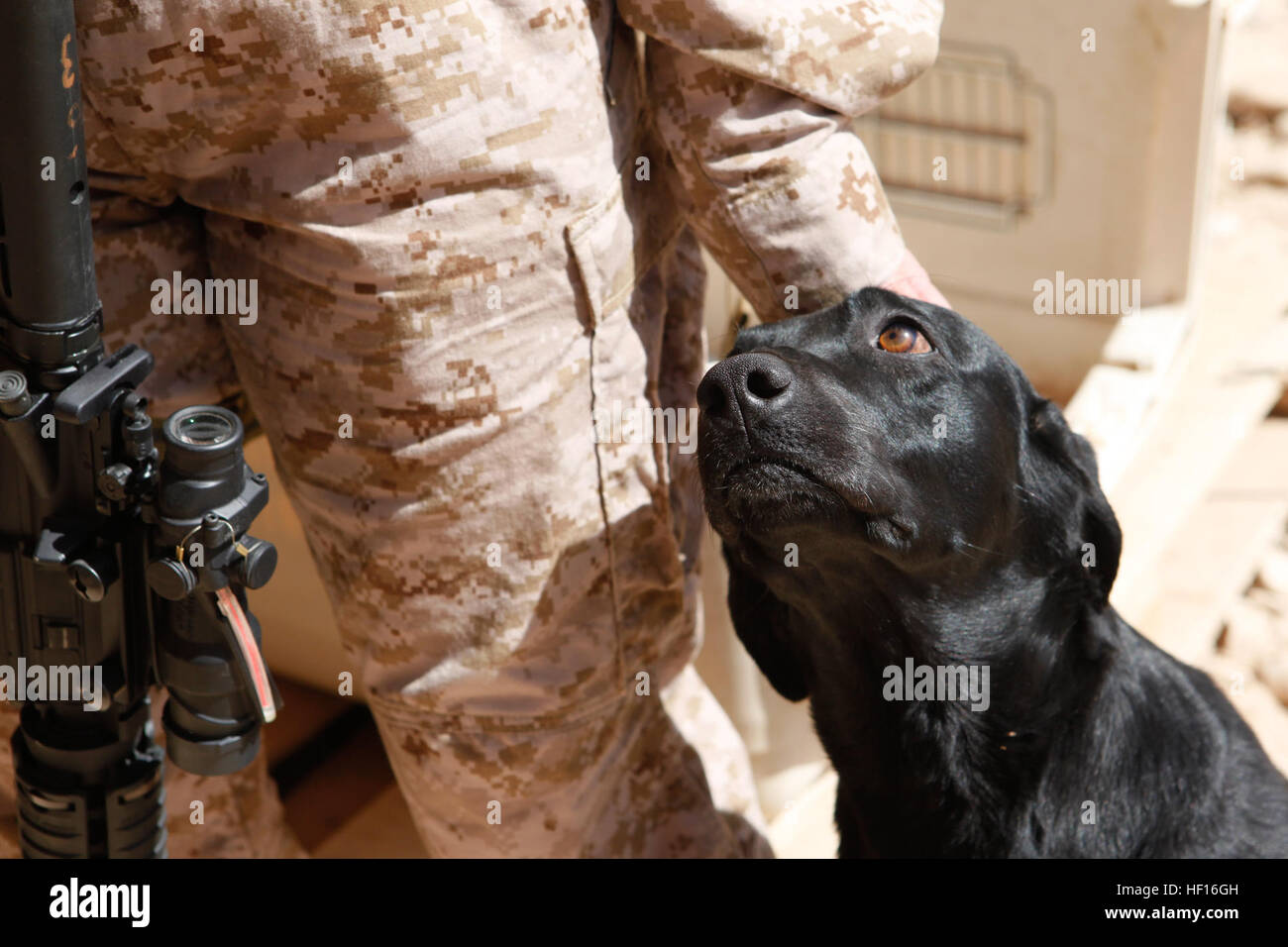 U.S. Marine Sgt. Maj. Lisa K. Nilsson, sergeant major, 2nd Marine Aircraft Wing (2d MAW) Forward, pets a military working dog, Patrol Base Boldak, Helmand Province, Afghanistan, March 6, 2013. The 2d MAW (FWD) command element visited and introduced themselves to units at Boldak. (U.S. Marine Corps photo by Cpl. Ashley E. Santy/Released) 2d MAW (FWD) Command Element Introduction 130306-M-BU728-127 Stock Photo