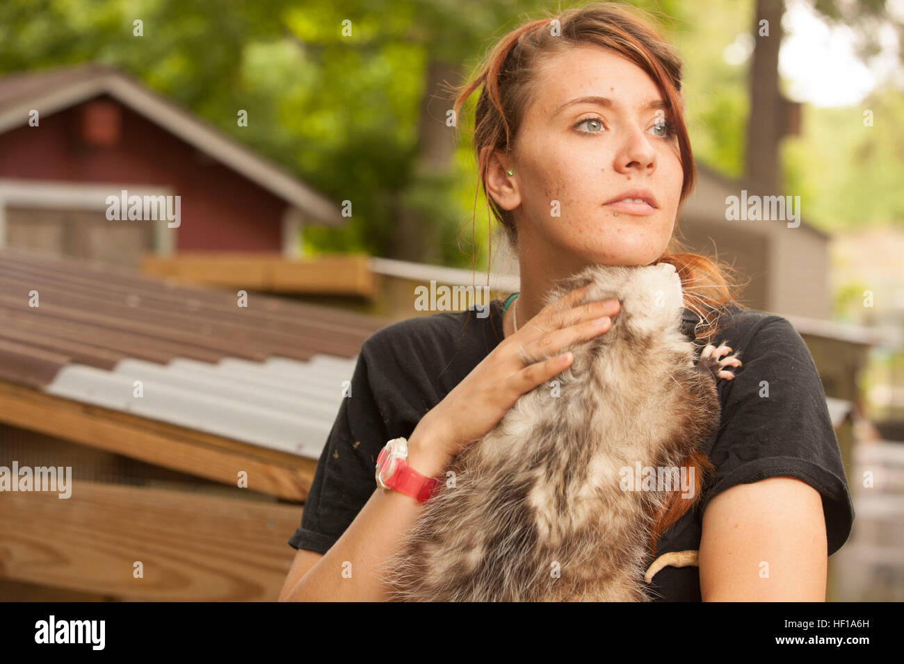 Megan Tetreau, a wildlife rehabilitator holds Doc, a one year old opossum at Possumwood Acres Wildlife Sanctuary in Hubert N.C., May 22. Tetreau has volunteered at the facility for several years. Wildlife make good neighbors aboard base 130522-M-IY869-084 Stock Photo