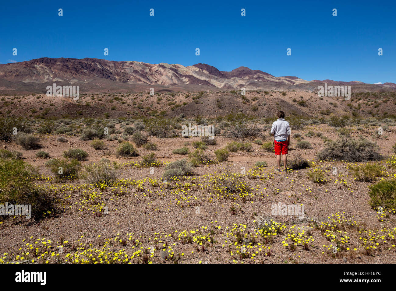 People, tourist, Black Mountains, Dante's View Road, Death Valley National Park, Death Valley, California, Stock Photo