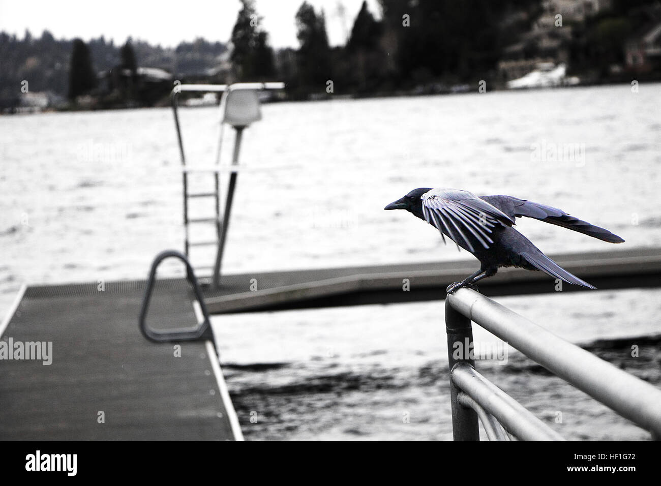 Black Crow Perched On Hand Rail With Wings Out Stretched And