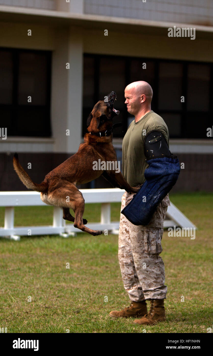 Can I Train A 3 Year Old Dog