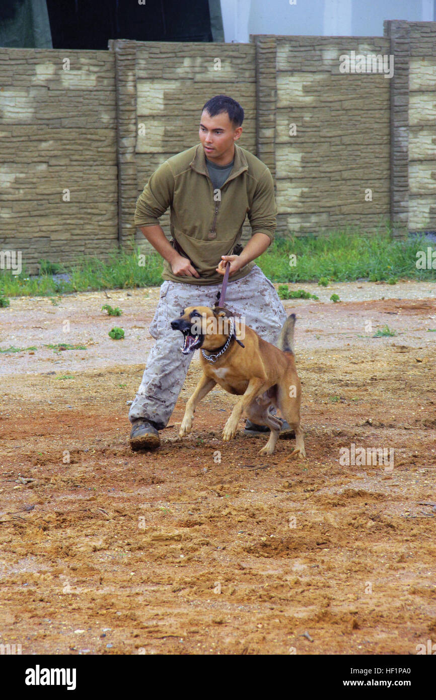Cpl. Shawn Edens prepares to release his dog, Zak, in pursuit of a simulated fleeing suspect Oct. 25 at Range 160 on Camp Hansen. A positive relationship between the dog and handler is the key to creating a cohesive unit, according to Sgt. Stanley R. Chapter. Zak is a military working dog with 3rd LE Bn., III MHG, III MEF. Chapter and Edens are military working dog handlers with 3rd LE Bn. Military working dogs, handlers build relationship 131024-M-GE767-005 Stock Photo
