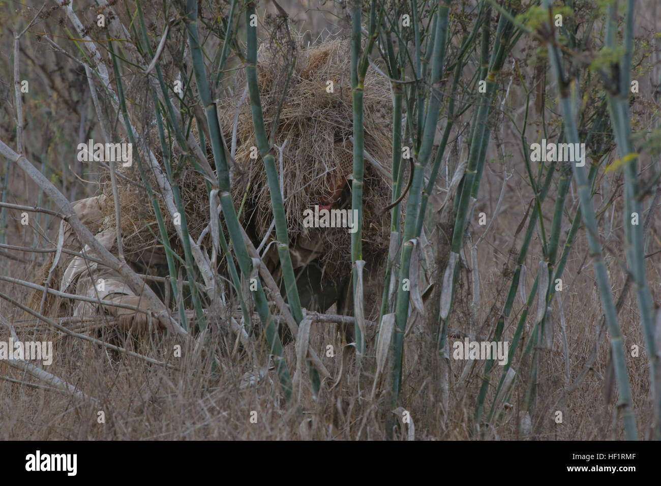 MARINE CORPS BASE CAMP PENDLETON, Calif. - A Marine attending the Prescout Sniper Course at 1st Marine Division Schools crawls through dead foliage to get into firing range during a stalking exercise here, Nov. 20, 2013. The Marines moved silently and cautiously toward a mock objective, using their surroundings as camouflage. The course emphasizes skills needed for successful completion of the Scout Sniper Course. Hiding in plain sight, Marines tackle stalking against instructors 131120-M-PC317-012 Stock Photo