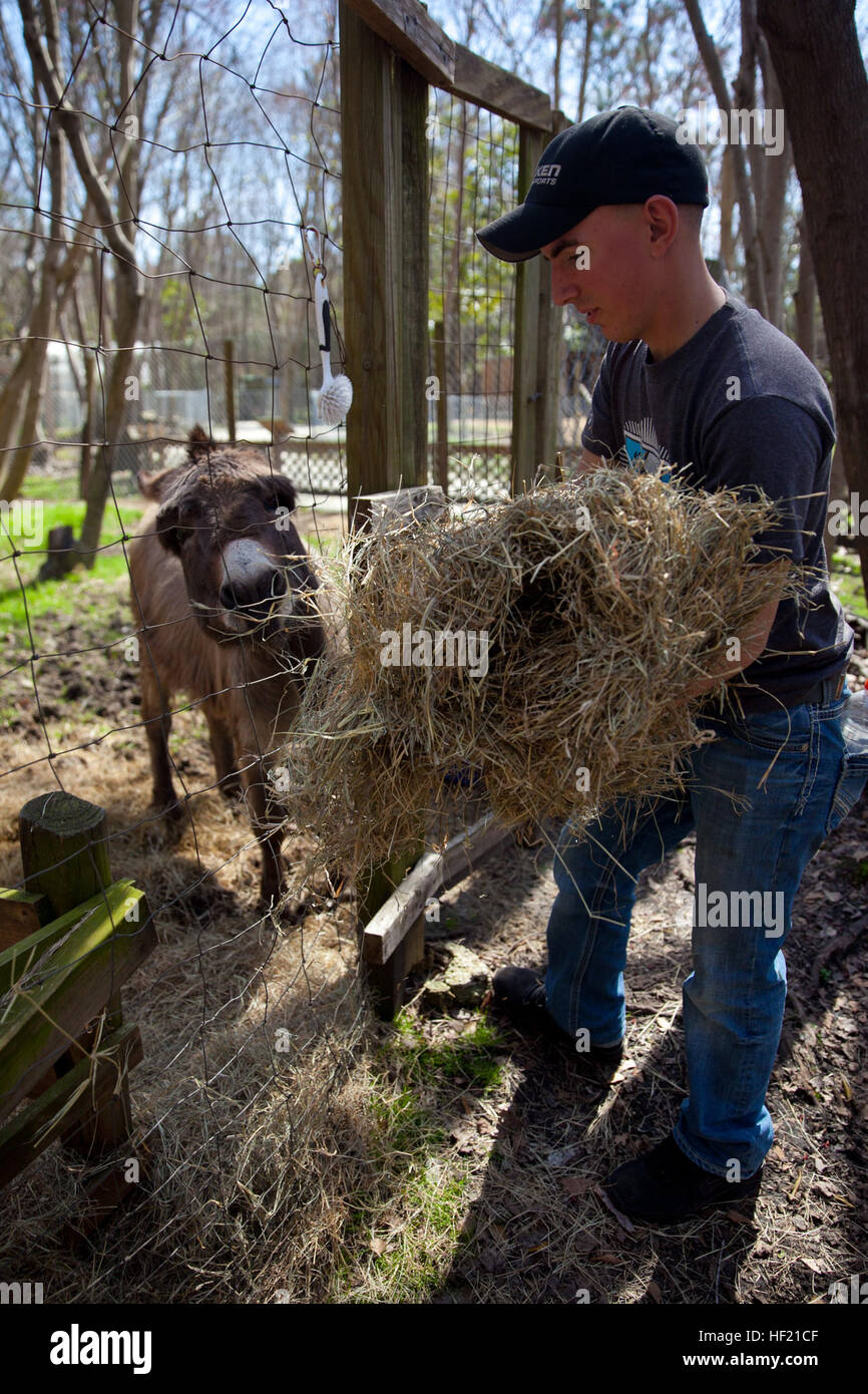 Lance Cpl. Ben Seeger, a Merrill, Wis., native and Marine with General Support Maintenance Company, 2nd Maintenance Battalion, 2nd Marine Logistics Group, delivers hay to animals at the Lynwood Park Zoo in Jacksonville, N.C., March 15, 2014. Thirty Marines with the company volunteered time during their weekend at several locations throughout the area as a way to give back to the community that surrounds Marine Corps Base Camp Lejeune, N.C. Our community, 2nd MLG Marines make time to give back 140315-M-ZB219-047 Stock Photo