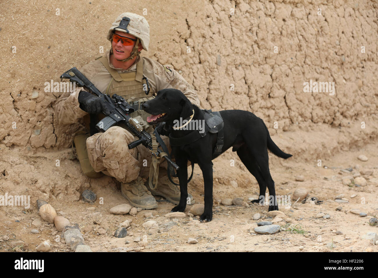 U.S. Marine Lance Cpl. Andrew Day a improvised explosive device detection dog handler, with Bravo Company, 1st Battalion, 9th Marine Regiment, works with his dog during a patrol in Helmand province, Afghanistan, March 27, 2014. The Marines patrolled with Afghan National Army soldiers as a part of their transition to becoming the primary security force in the area. (U.S. Marine Corps Photo by Lance Cpl. Zachery B. Martin) 1-9 Bravo Company Joint Patrol 140327-M-WA264-024 Stock Photo