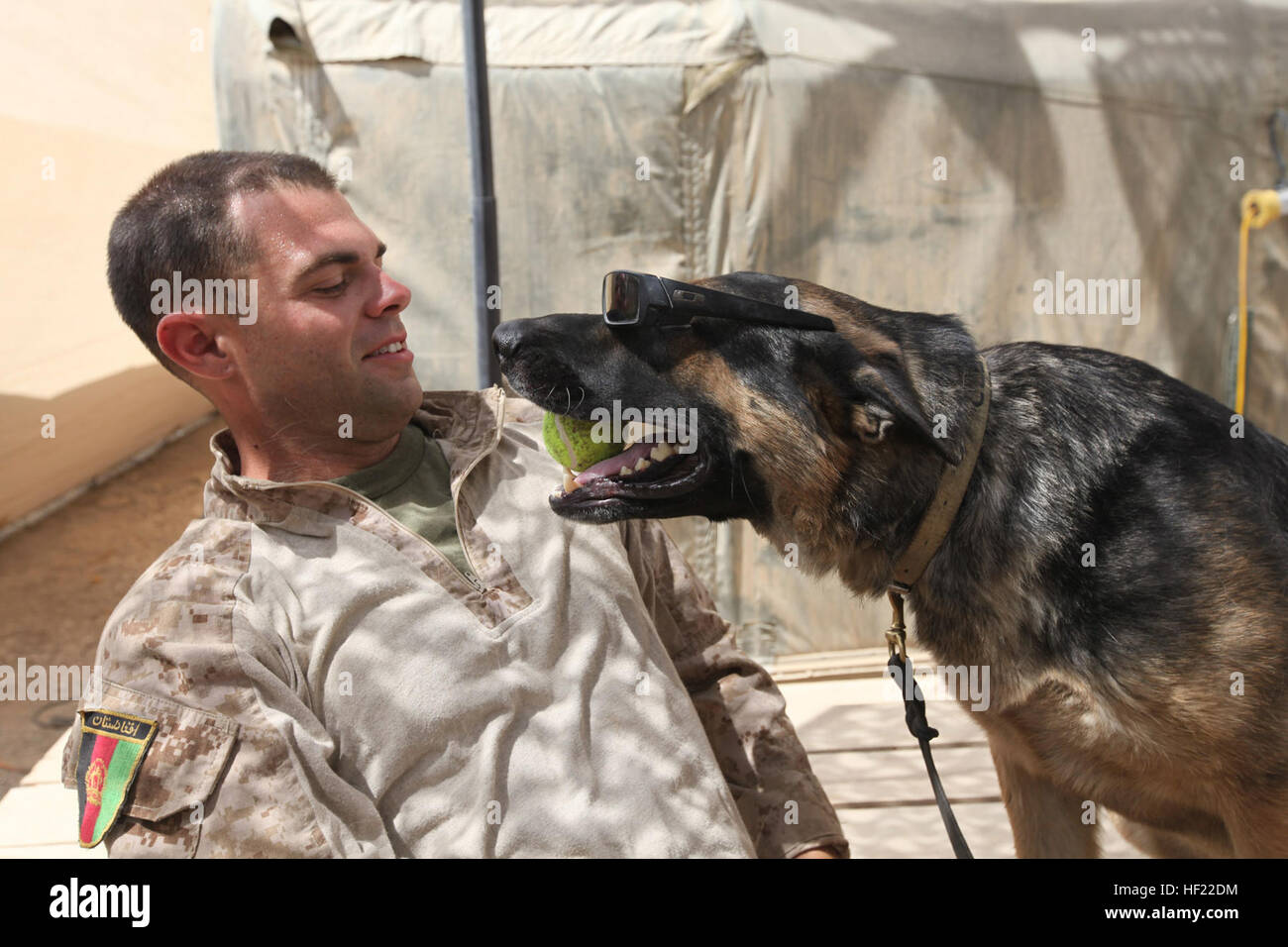 Lance Cpl. Jeremy D. Angenend, combat tracker handler, Military Police, III Marine Expeditionary Force, out of Okinawa, Japan, and his dog Fito play around at Camp Leatherneck, Afghanistan. Angenend and Fito have been partnered for two years. Angenend says that he and Fito have the same kind of goofy, outgoing personalities and they have fun together. “He never has a bad day,” says Angenend, “I want no other dog.” USMC-100504-M-3079S-017 Stock Photo