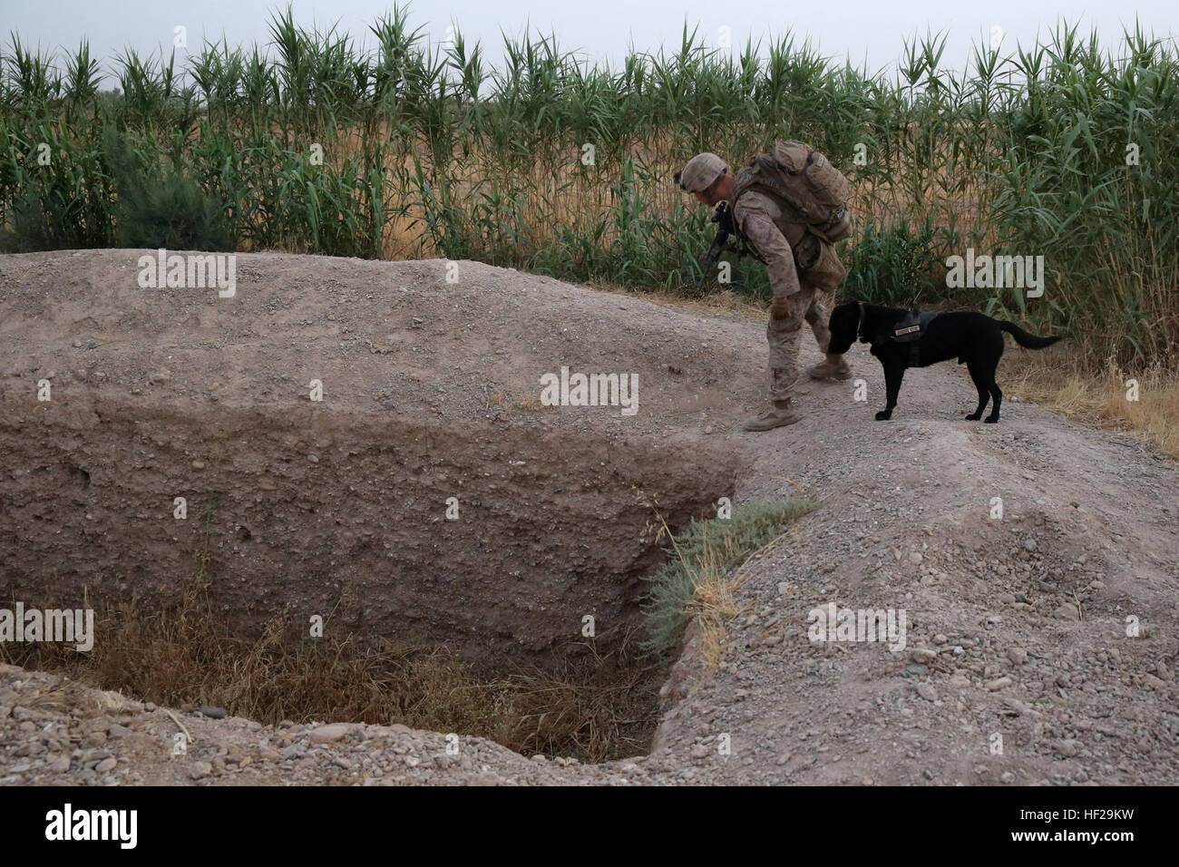 Lance Corporal Daniel Buzalsky, improvised explosive device detection dog handler, Bravo Company, 1st Battalion, 7th Marine Regiment, inspects an empty well with his IED detection dog, Macon, during a mission in Helmand province, Afghanistan, July 4, 2014. Buzalsky, a native of Vancouver, Wash., and the company operated in Gereshk for three days and were involved in numerous kinetic engagements with Taliban insurgents. (U.S. Marine Corps photo by Cpl. Joseph Scanlan / released) Infantrymen engage Taliban insurgents during 4th of July weekend 140711-M-OM885-004 Stock Photo