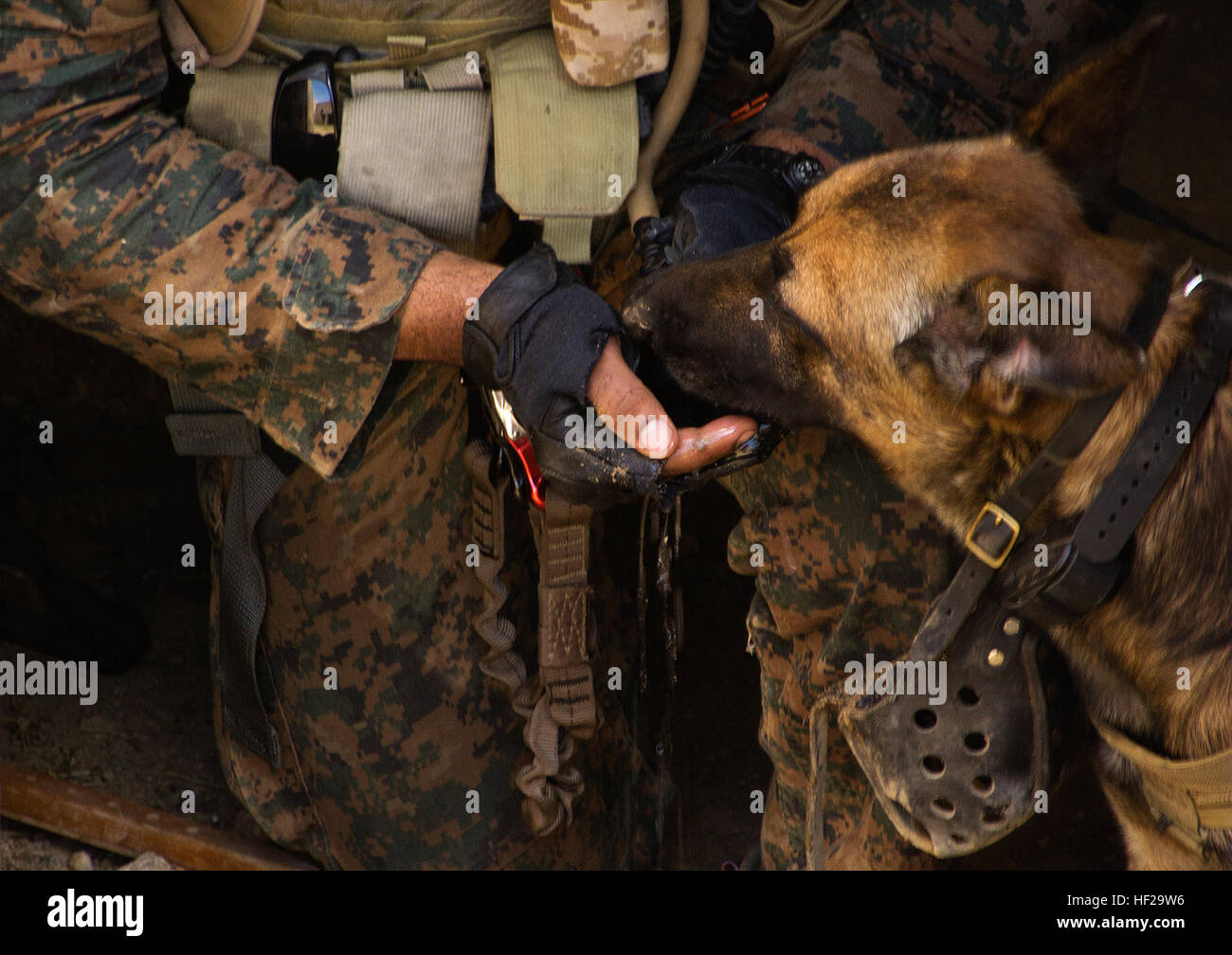 A military working dog drinks water from the hand of its U.S. Marine handler during a special forces operations (SOF) integration at Marine Corps Training Area Bellows, July 10, 2014. The exercise used the combat skills and capabilities of Marine Special Operations Team 8133, Republic of Korea SEALS and Peru Special Forces to take down and capture a high value target. SOF is part of the Marine Corps' Advanced Warfighting Experiment (AWE) and is designed to create a truly joint and combined arms force on the battlefield. The Marine Corps Warfighting Lab is observing the AWE to test concepts and Stock Photo