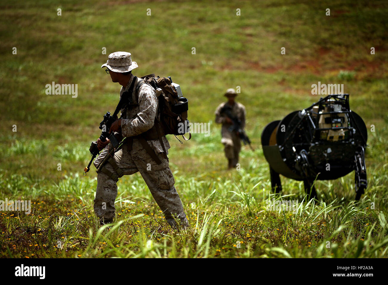 Lance Cpl. Brandon Dieckmann, (front), native of Las Vegas and Pfc. Huberth Duarte, from Riverside, Calif., and infantrymen with India Company, 3rd Battalion, 3rd Marine Regiment, prepare to walk with the Legged Squad Support System through a grassy area at Kahuku Training Area on Oahu, Hawaii, July 12, 2014, during the Rim of the Pacific 2014 exercise. The LS3 is experimental technology being tested by the Marine Corps Warfighting Lab during the Advanced Warfighting Experiment. It is programmed to follow an operator through terrain, carrying heavy loads like water and food to Marines training Stock Photo