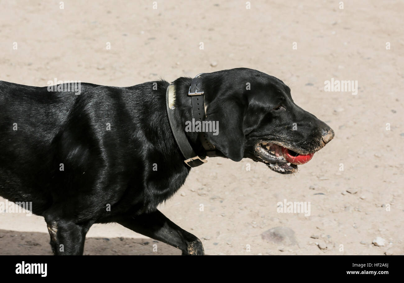 A U.S. Marine Corps Military Working Dog, Elmer, assigned to Bravo