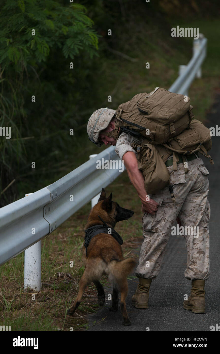Lance Cpl. Pete Hernandez, an El Paso, Texas, native, and his dog, Amber, search for hidden narcotics and explosives along a trail Aug. 7 during a training event at the Central Training Area, Okinawa, Japan. Amber wore a radio harness, so she could hear Hernandez's commands from farther distances. Military working dog handlers executed explosives and narcotics detection, patrolling and bite work training throughout the day. Hernandez is a military working dog handler with 3rd Law Enforcement Battalion, III Marine Expeditionary Force Headquarters Group, III MEF. (U.S. Marine Photo by Lance Cpl. Stock Photo