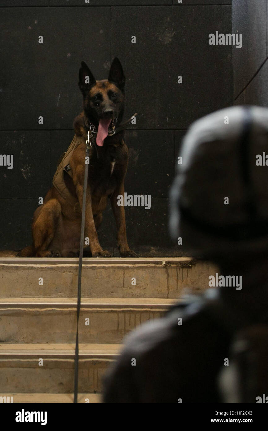 Lance Cpl. Ryan Smith, a Kansas City, Kansas, native, and his dog, Semmy, clear a building while searching for hidden narcotics and explosives Aug. 7 during a training event at the Central Training Area, Okinawa, Japan. Completing scenarios sustains and improves a dog and their handler's skills, and it also builds a stronger rapport between the two. Military working dog handlers executed explosives and narcotics detection, patrolling and bite work training throughout the day. Smith is a military working dog handler with 3rd Law Enforcement Battalion, III Marine Expeditionary Force Headquarters Stock Photo