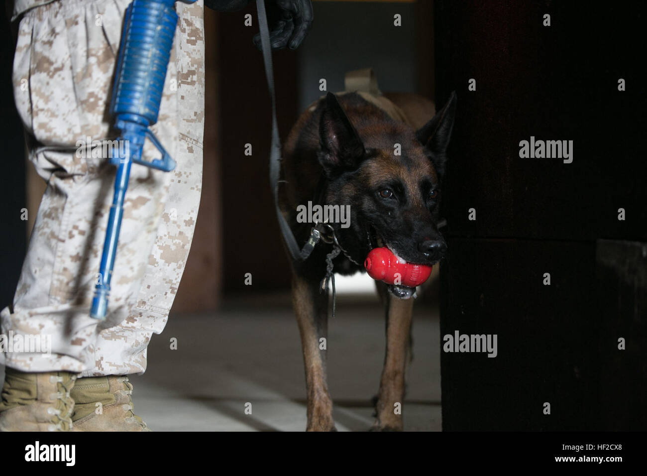 Semmy, a military working dog, receives a toy from his dog handler, Lance Cpl. Ryan Smith, a Kansas City, Kansas, native, after properly clearing a building while searching for hidden narcotics and explosives Aug. 7 during a training event at the Central Training Area, Okinawa, Japan. Handlers use toys as incentive for the dog to complete their task correctly. Military working dog handlers executed explosives and narcotics detection, patrolling and bite work training throughout the day. Smith is a military working dog handler with 3rd Law Enforcement Battalion, III Marine Expeditionary Force H Stock Photo