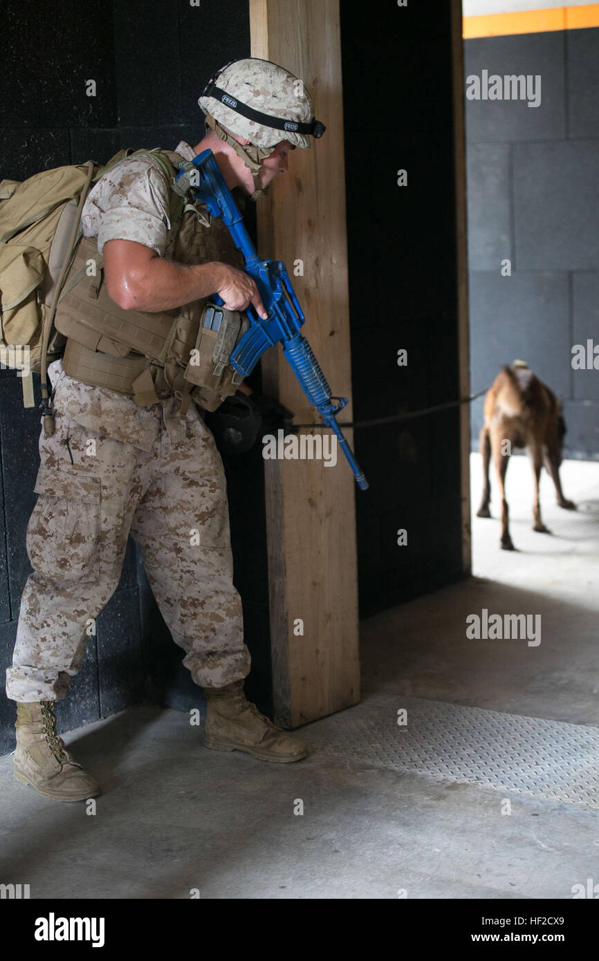 Lance Cpl. Ryan Smith, a Kansas City, Kansas, native, and his dog, Semmy, clear a building, searching for hidden narcotics and explosives Aug. 7 during a training event at the Central Training Area, Okinawa, Japan. Completing scenarios sustains and improves a dog and their handler's skills, and it also builds a stronger rapport between the two. Military working dog handlers practiced explosives and narcotics detection, patrolling and bite work training throughout the day. Smith is a military working dog handler with 3rd Law Enforcement Battalion, III Marine Expeditionary Force Headquarters Gro Stock Photo