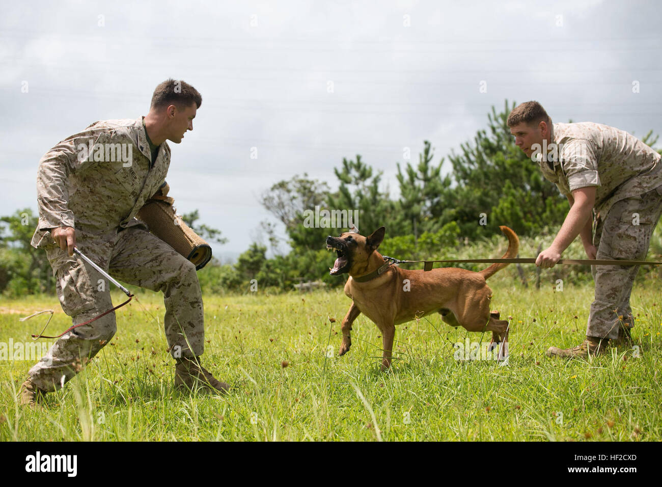 Cpl. Sean McKenzie, right, a Germantown, Maryland, native, holds back Benjamin, a military working dog, from subduing Cpl. Nicholas Newell, a Troy, New York, native, during bite work training Aug. 7 at the Central Training Area, Okinawa, Japan. Bite work trains the dog to subdue a suspect while allowing the handler to maintain control over their dog. Military working dog handlers practiced explosives and narcotics detection, patrolling and bite work training throughout the day. McKenzie and Neville are military working dog handlers with 3rd Law Enforcement Battalion, III Marine Expeditionary F Stock Photo