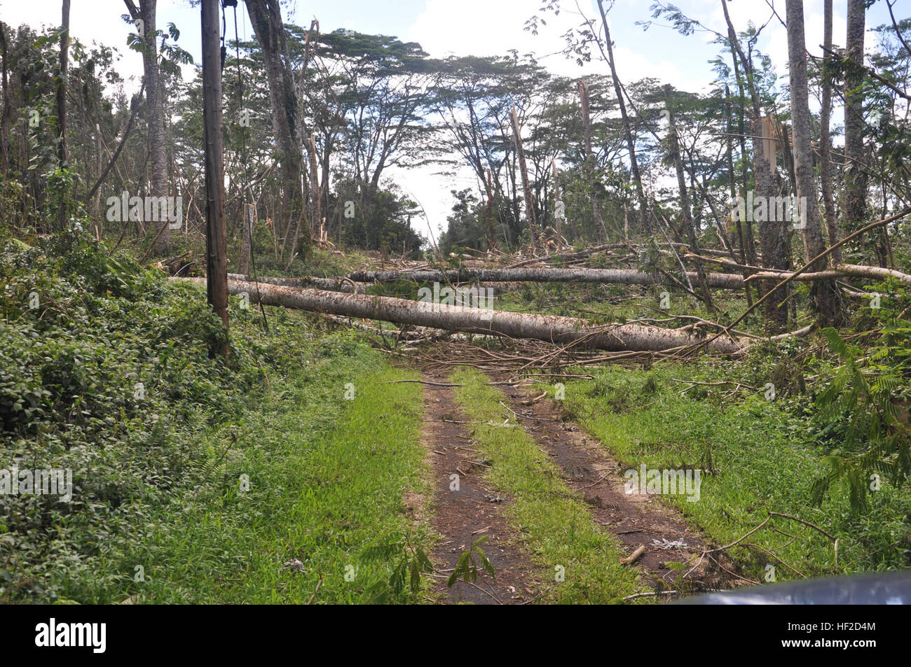 Large trees like the continue to block roads in and around Hilo