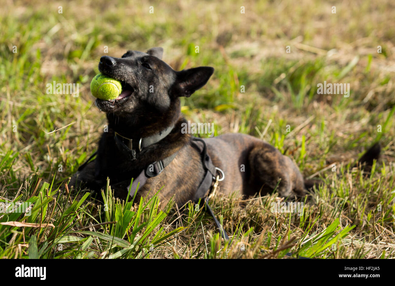 Nicky, a military working dog with Military Working Dog Platoon, 2nd Law Enforcement Battalion, II Marine Expeditionary Force Headquarters Group, chews on a tennis ball after tracking the scent of a Marine aboard Marine Corps Base Camp Lejeune, N.C., Oct. 9, 2014. Seven Marines and five canines conducted bite, tracker and patrol training, enhancing the dogs’ sense of hearing and smelling. (U.S. Marine Corps photo by Lance Cpl. Lucas J. Hopkins/Released) Unleashed, Military Working Dogs, handlers build relationship 141009-M-TR086-131 Stock Photo
