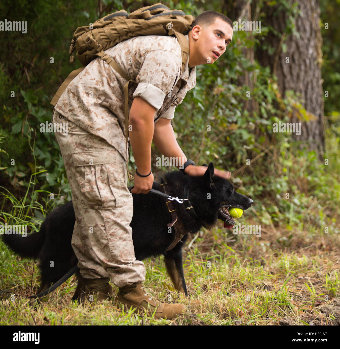 Lance Cpl. Jacob Varela, a combat tracker with Military Working Dog Platoon, 2nd Law Enforcement Battalion, II Marine Expeditionary Force Headquarters Group, and a Chicago, Il., native, pets his dog Atilla after she found a hidden tennis ball aboard Marine Corps Base Camp Lejeune, N.C., Oct. 9, 2014. Atilla was able to capture the ball by tracking the scent from another Marine. (U.S. Marine Corps photo by Lance Cpl. Lucas J. Hopkins/Released) Unleashed, Military Working Dogs, handlers build relationship 141009-M-TR086-196 Stock Photo