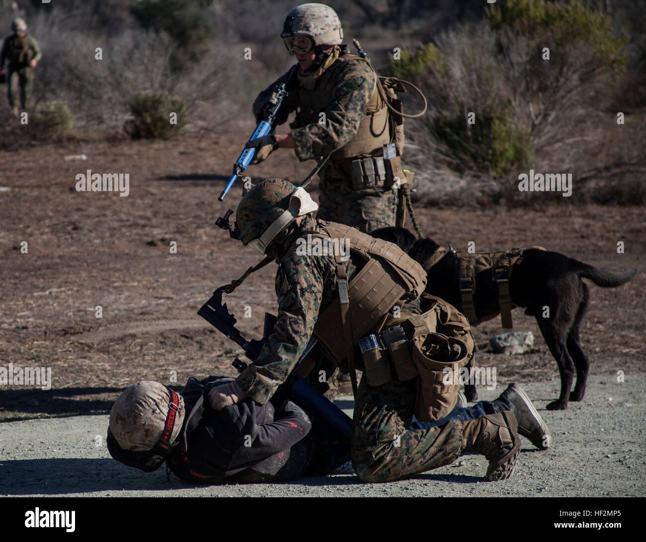 U.S. Marines with 15th Marine Expeditionary Unit, apprehend a suspect during a security element course aboard Camp Pendleton, Calif., Nov. 6, 2014. This three-week course is designed to improve the speed and accuracy of the Marines that will make up the maritime raid force’s security element when the 15th MEU deploys in the spring. (U.S. Marine Corps photo by Cpl. Elize Mckelvey/Released) Security Element Course 141106-M-JT438-002 Stock Photo