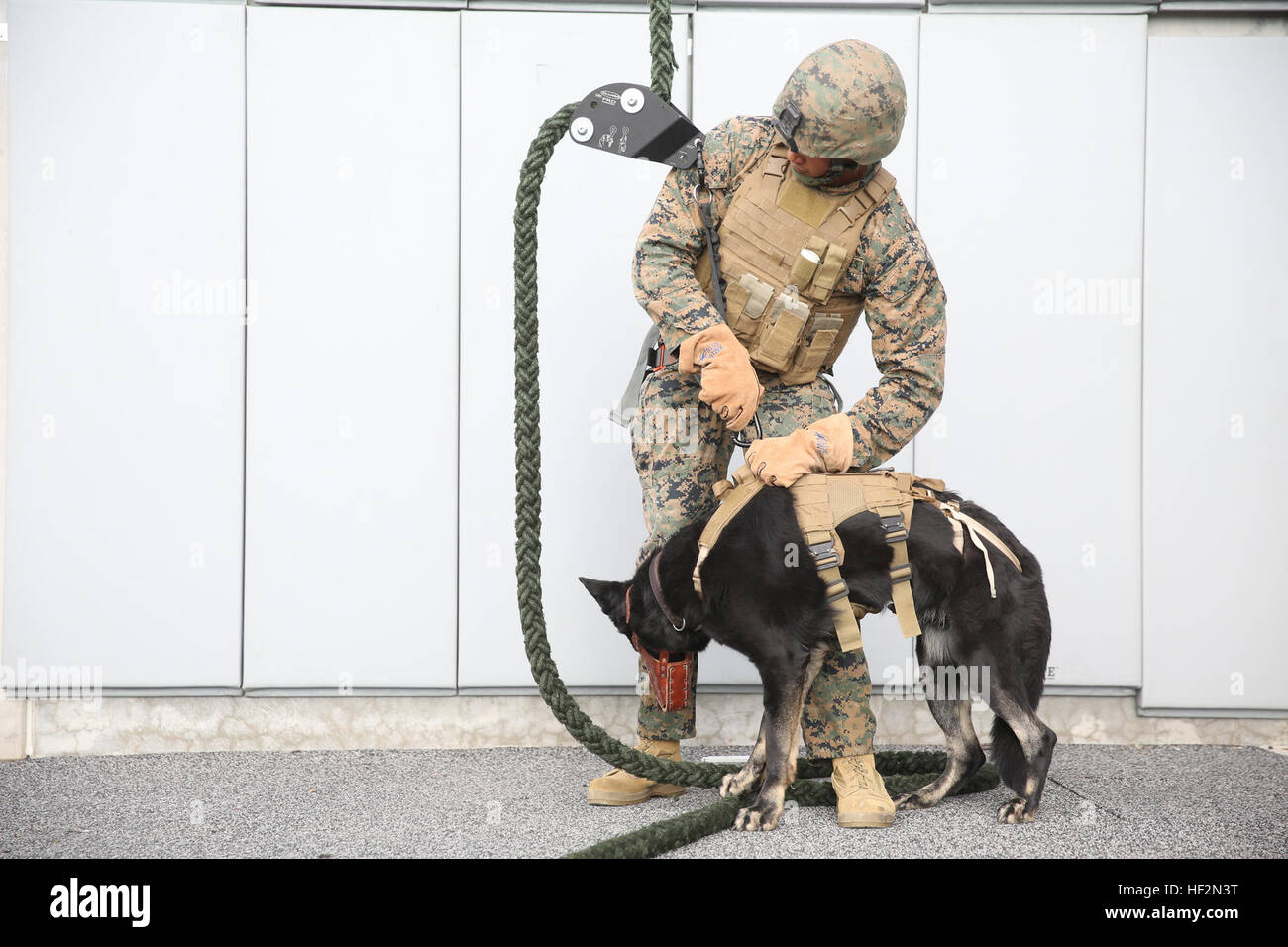 U.S. Marine Cpl. Jordan Kohan and his dog, Tessa, finish rappelling during helicopter rope suspension training aboard Camp Pendleton, Calif., Nov. 12, 2014. Kohan is a military working dog handler with Combat Logistics Battalion 15 and is part of the Maritime Raid Force Security Element for the 15th Marine Expeditionary Unit. (U.S. Marine Corps photo by Cpl. Anna Albrecht/Released) 15th MEU Marines conduct fast rope training 141112-M-SV584-067 Stock Photo