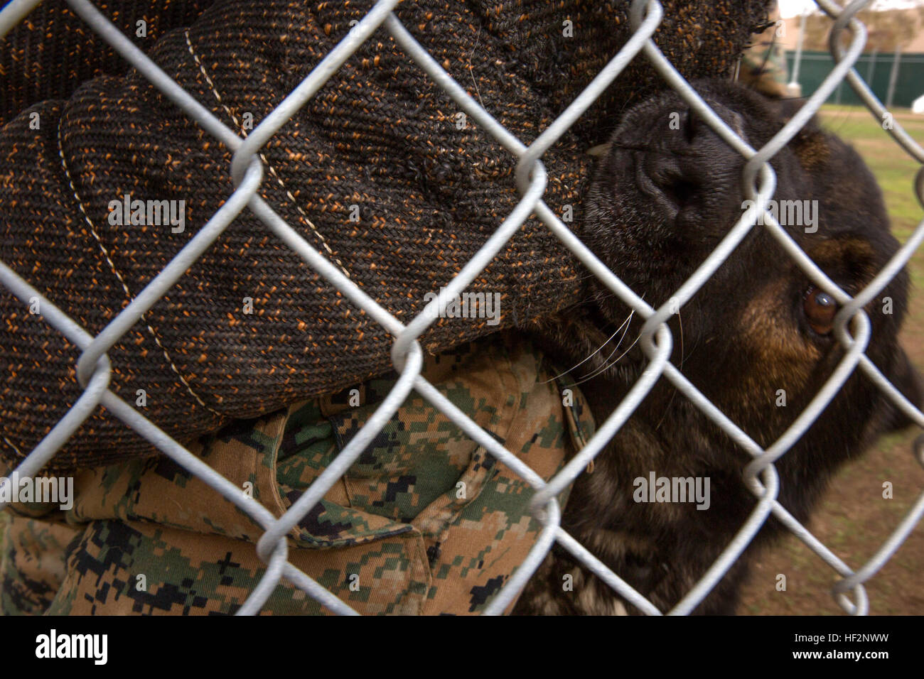 Ralf, a military working dog with the Provost Marshal’s Office Kennel, bites a sleeve during