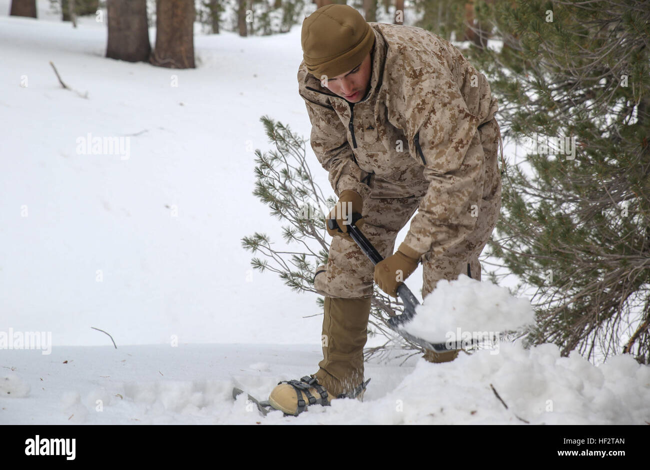 Lance Cpl. Ryan Molik, an admin specialist with Headquarters and Service Company, Combat Logistics Battalion 26, Headquarters Regiment, 2nd Marine Logistics Group, clears snow away from the bivouac site during a training exercise aboard U.S. Marine Corps Mountain Warfare Training Center in Bridgeport, California, Jan. 20, 2015. The Marines used a track plan to dig out fighting positions and areas to set up their tents, and maintained paths to walk among each of the tents throughout the site. (U.S. Marine Corps photo by Lance Cpl. Kaitlyn Klein/Released) Logistics Marines conquer slopes 150120- Stock Photo