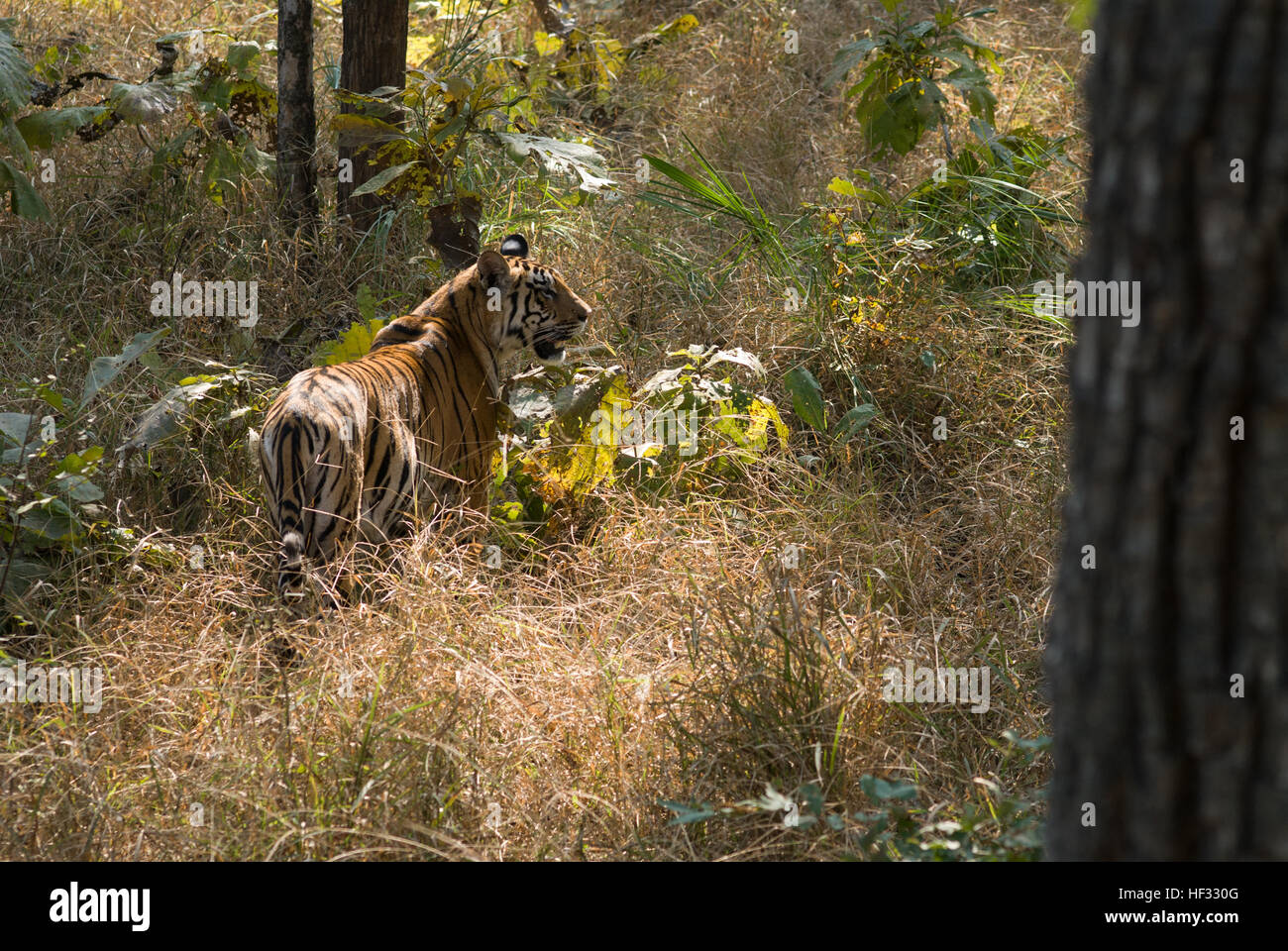 The King Of The Jungle The Royal Bengal Tiger At The Pench