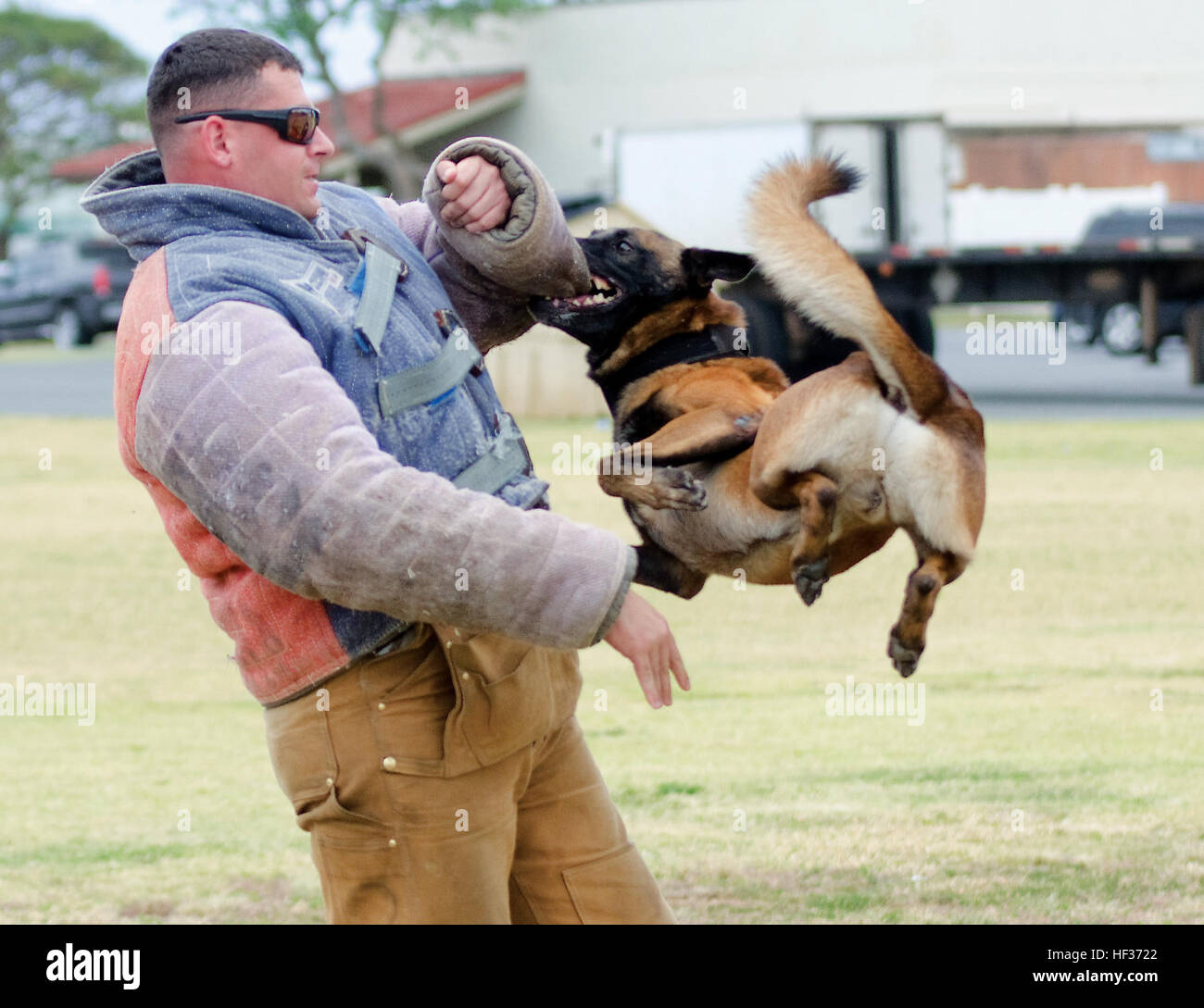 Military working dog Mido jumps up and bites Civilian Military Police