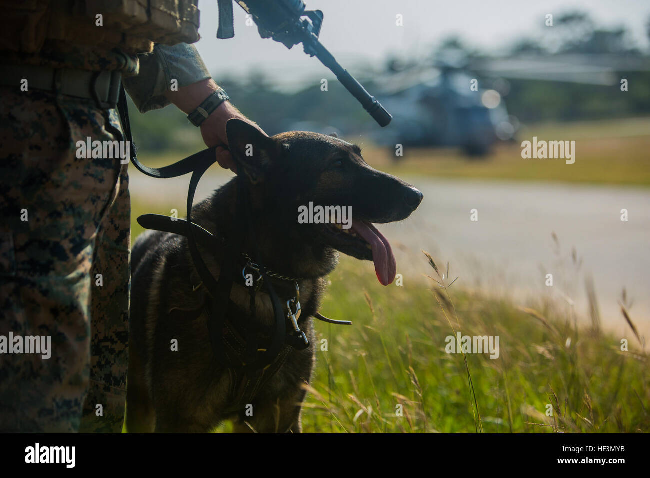 Sgt. Bobo, a military working dog, awaits his handler’s commands after exiting a CH-53E Super Stallion in support of Blue Chromite 16 in the Central Training Area, Okinawa, Japan, Oct. 28, 2015. Bobo was tasked with tracking down the pilot and aircrew of a simulated downed aircraft. Blue Chromite is a large-scale amphibious exercise that draws primarily from III Marine Expeditionary Force’s training resources on Okinawa. The location of the training allows participating units to maintain a forward-deployed posture and eliminates the cost of traveling to train. Bobo is with 3rd Law Enforcement  Stock Photo