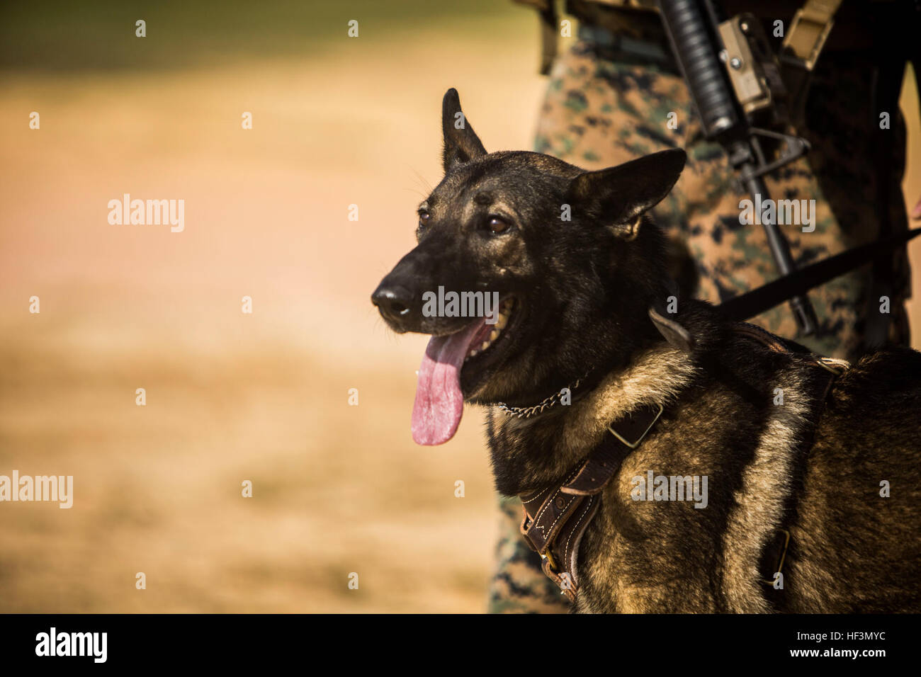Sgt. Bobo, a military working dog, responds to his handler’s commands after exiting a CH-53E Super Stallion in support of Blue Chromite 16 in the Central Training Area, Okinawa, Japan, Oct. 28, 2015. Bobo was tasked with tracking down the pilot and aircrew of a simulated downed aircraft. Blue Chromite is a large-scale amphibious exercise that draws primarily from III Marine Expeditionary Force’s training resources on Okinawa. The location of the training allows participating units to maintain a forward-deployed posture and eliminates the cost of traveling to train. Bobo is with 3rd Law Enforce Stock Photo