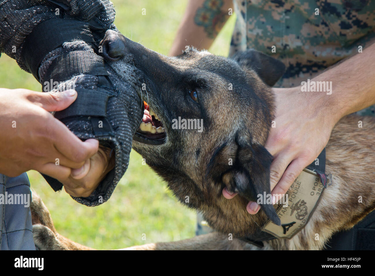 A U.S. Military Working Dog (MWD) bites a protective body suit during  aggression training at Kadena Air Base, Okinawa, Japan, Nov. 4, 2016. U.S.  Marine Corps dog handlers conduct aggression training in, image size:1300x956