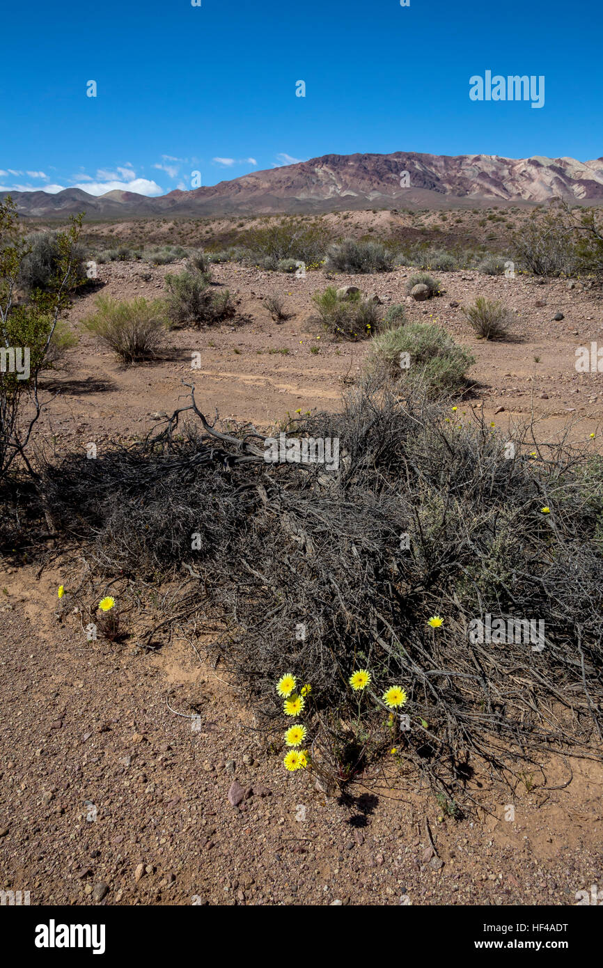 Desert wildflowers hi-res stock photography and images - Alamy