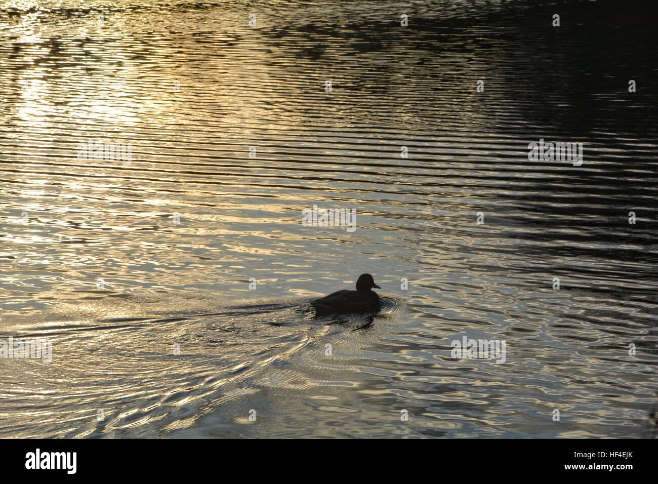 Duck   ( Anas platyrhynchos )      swims in the golden water in the lake at the sundown Stock Photo