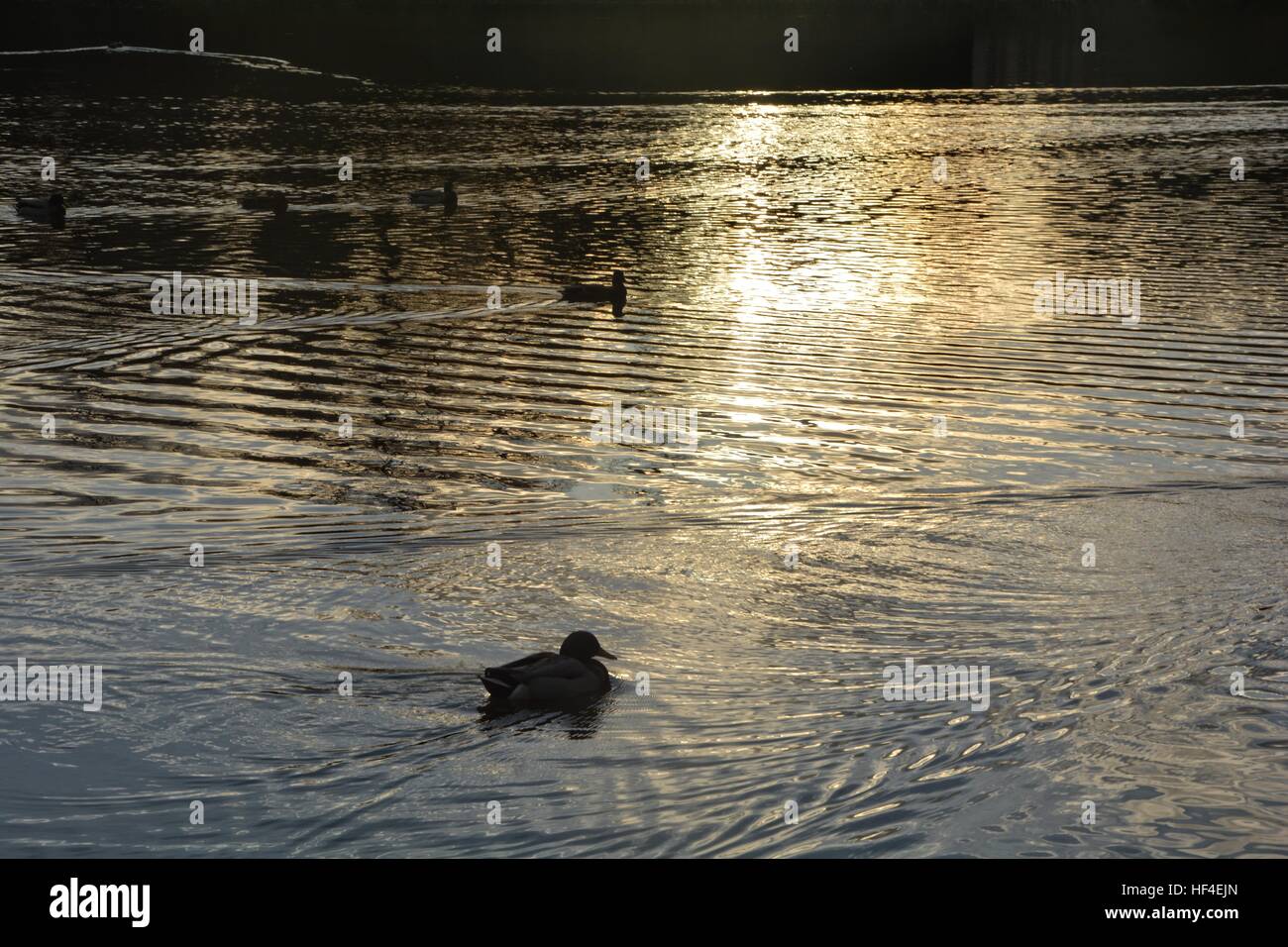 Ducks  ( Anas platyrhynchos )  swim in the golden water in the lake at the sundown Stock Photo