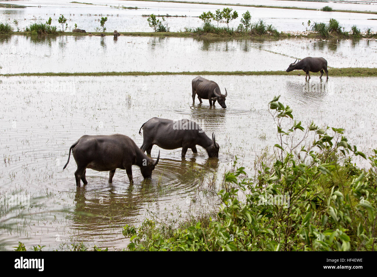 Water buffaloes grazing in flooded rice field. Stock Photo