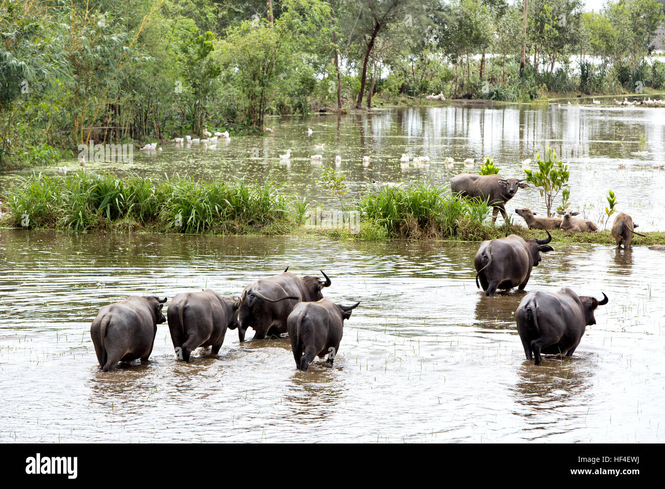 Bhens Water Buffaloes grazing in flooded rice field Stock Photo - Alamy