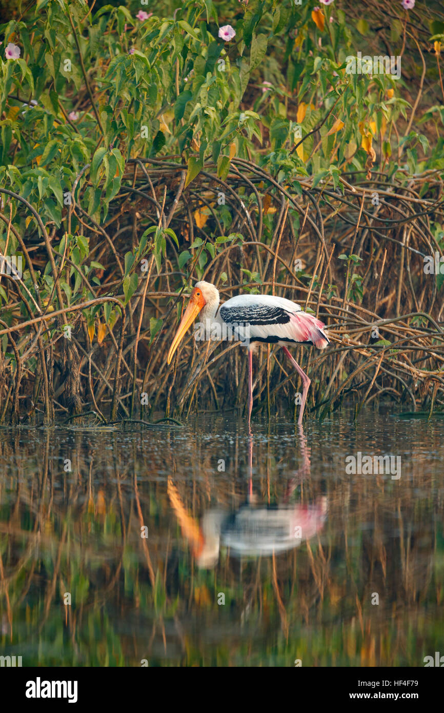 Painted stork (Mycteria leucocephala) catching fish in the creek. Natural theme. Stock Photo