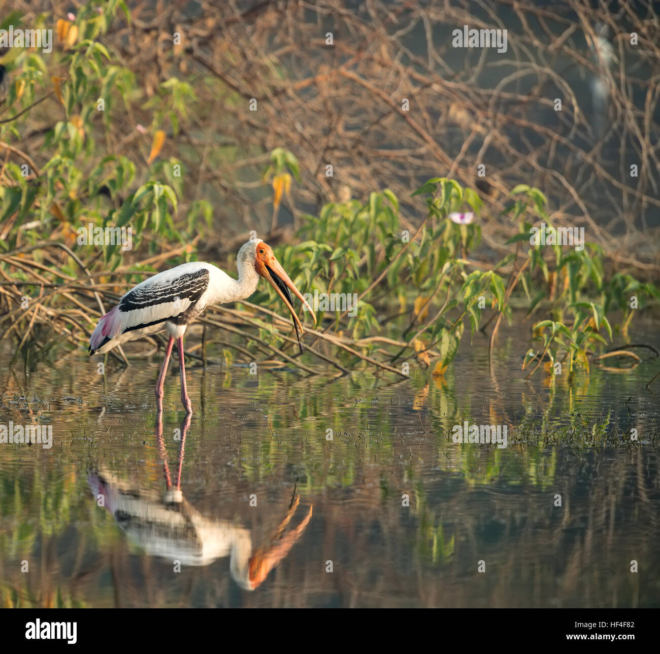 Painted stork (Mycteria leucocephala) catches fish in the creek. Natural theme. Stock Photo