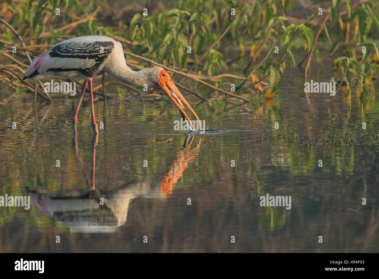 Painted stork (Mycteria leucocephala) catches fish in the creek. Natural theme. Stock Photo