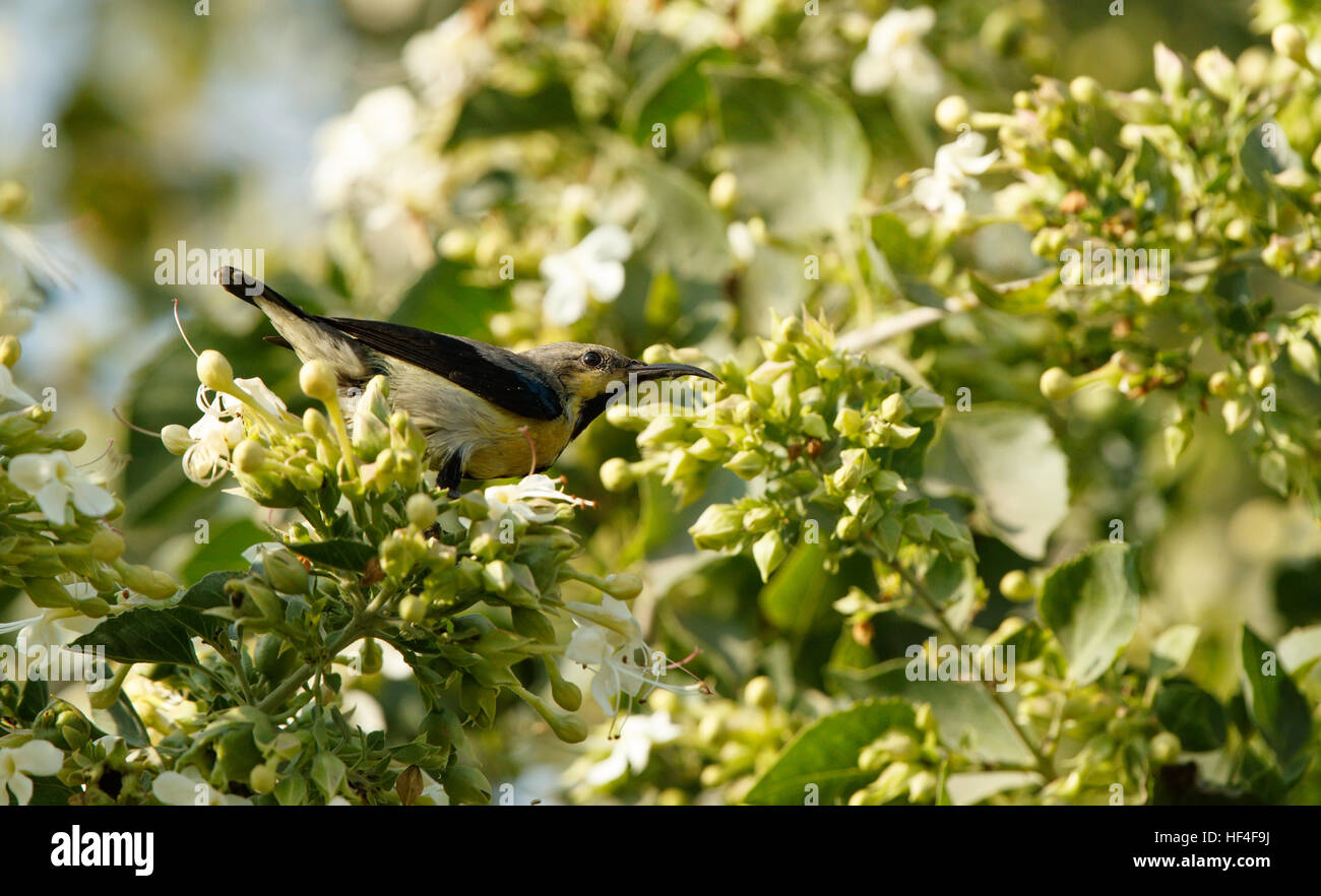 This female sunbird is feeding nectar of  flower Stock Photo