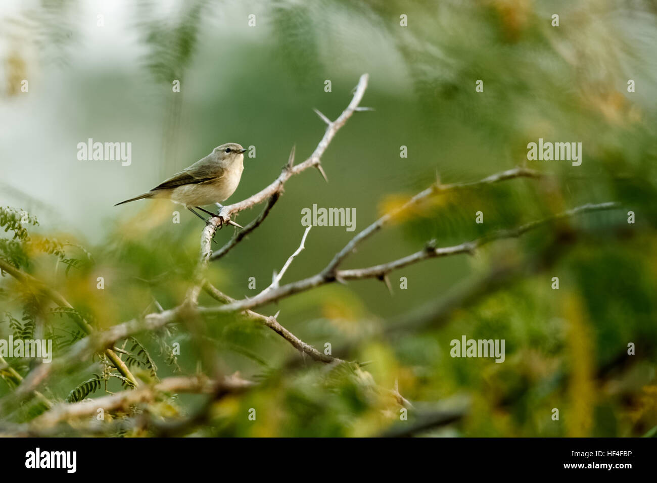 A profile portrait of a Warbler perched on branches Stock Photo