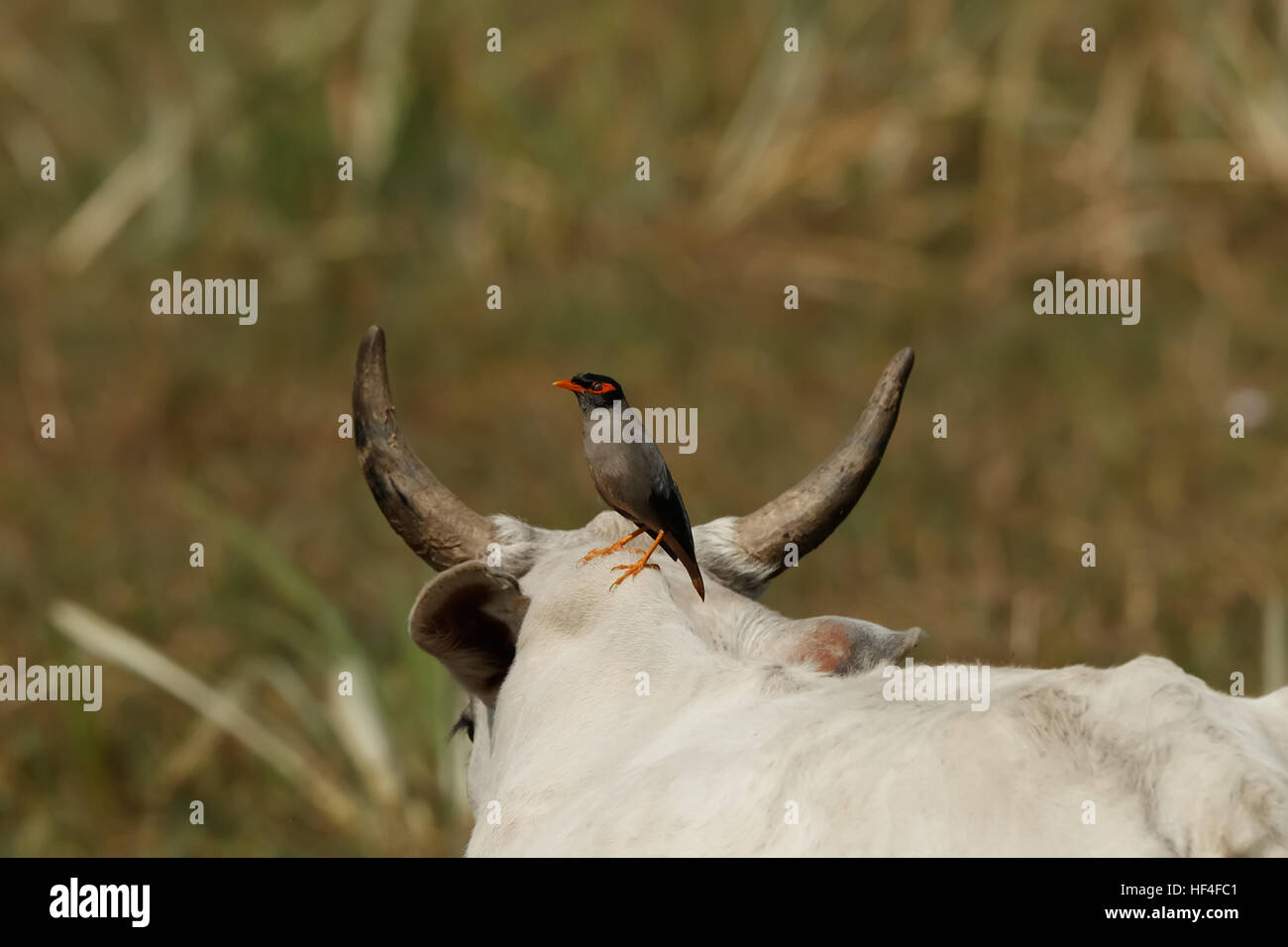 Bank Myna; Acridotheres ginginianus on the top of a cow Stock Photo