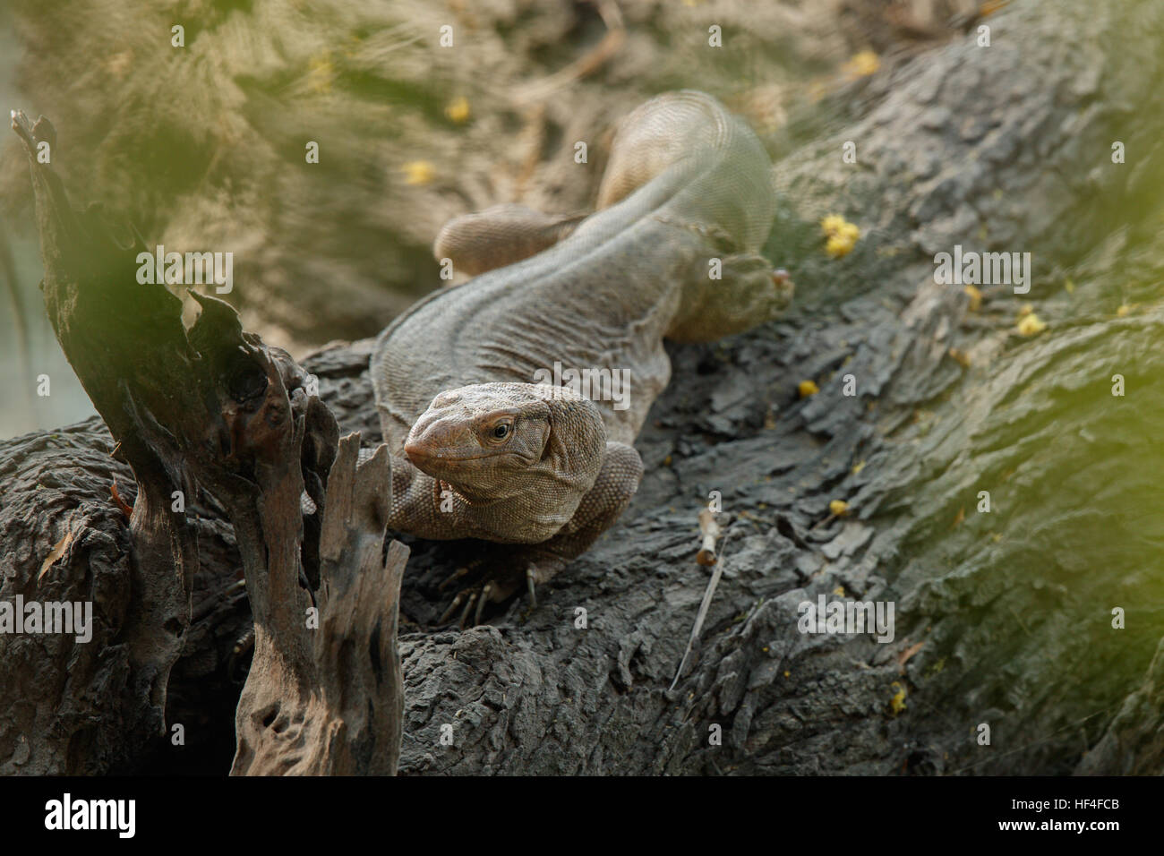 A Monitor Lizard at Keoladeo Ghana National Park,Rajasthan Stock Photo