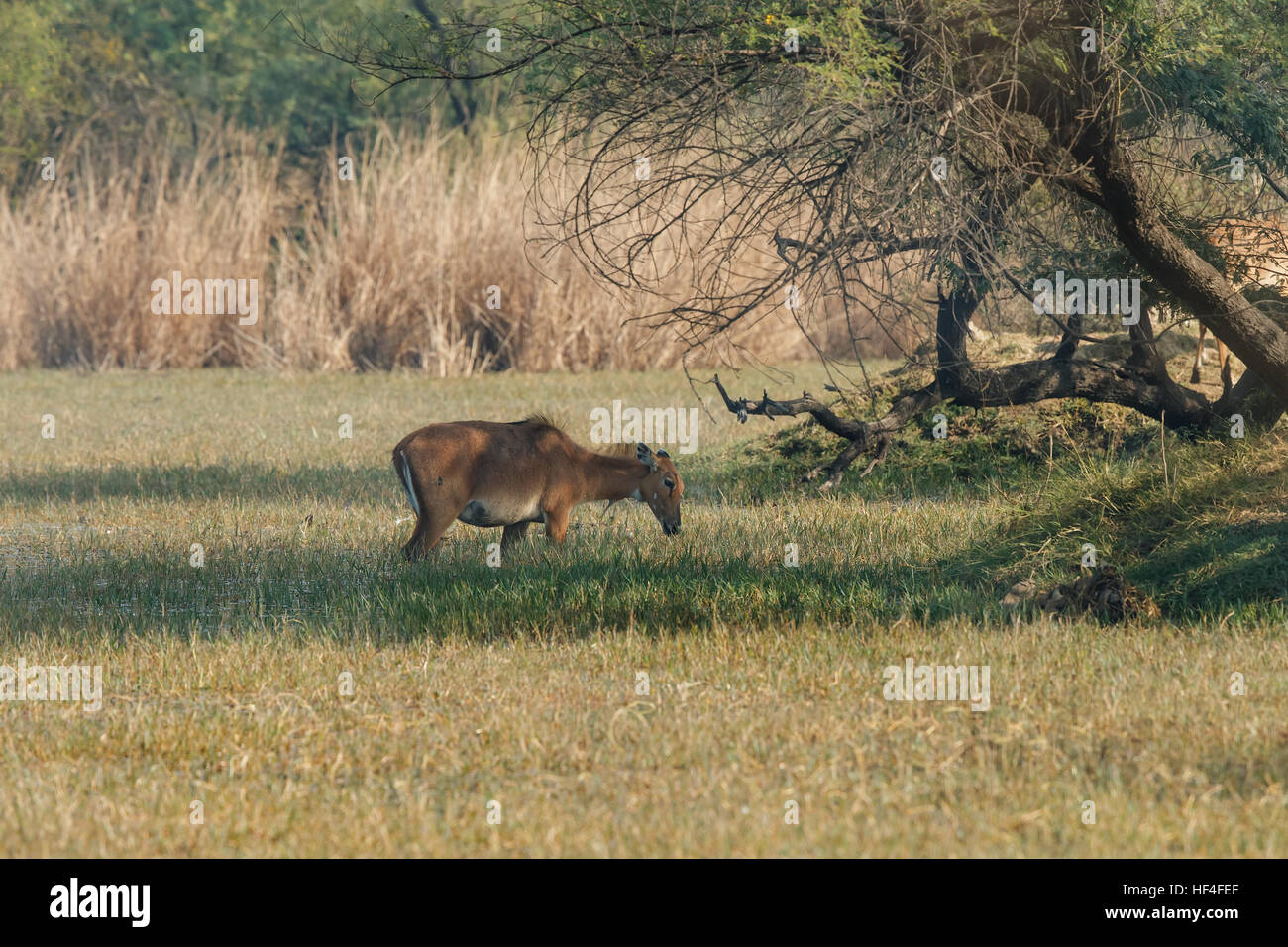 Nilgai (Boselaphus tragocamelus), also known as the nilgau or blue bull ...