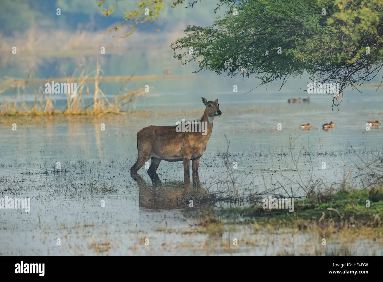 Nilgai (Boselaphus tragocamelus), also known as the nilgau or blue bull ...