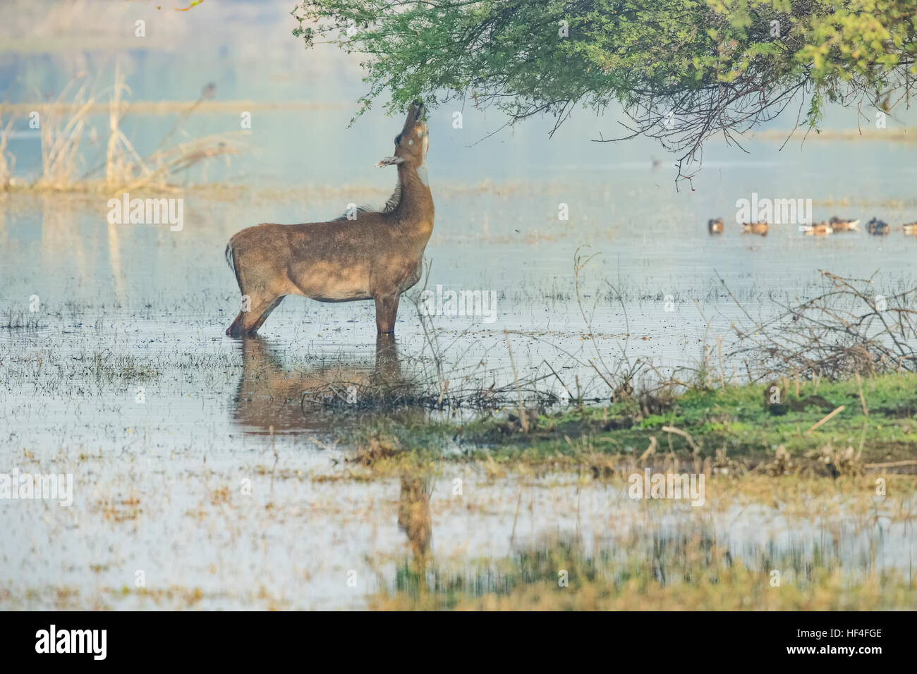Nilgai (Boselaphus tragocamelus), also known as the nilgau or blue …