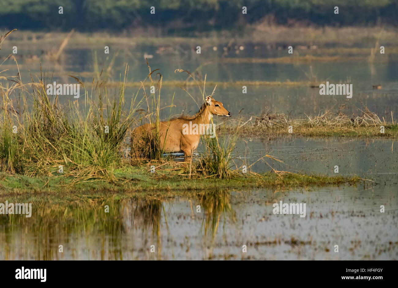 Nilgai (Boselaphus tragocamelus), also known as the nilgau or blue bull ...