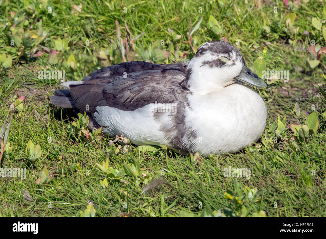 Grey and white duck on some grass reasting Stock Photo Alamy